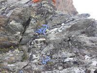 2/5 - © 2013, Patrice Prunier – III.3.1.2.2 - Artemisio genipi-Saxifragetum muscoidis, Oberrothorn Zermatt Ch-Vs