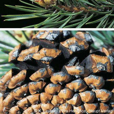 Pinus mugo subsp. uncinata (DC.) Domin, © 2022, Konrad Lauber – Flora Helvetica – Haupt Verlag