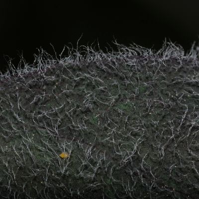 Hieracium tomentosum L., © 2022, Philippe Juillerat – Mont-d'Or