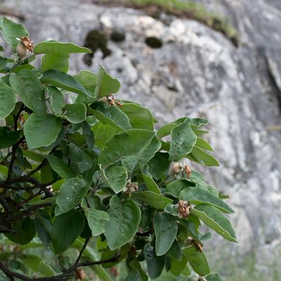 Cydonia oblonga Mill., 16 May 2018, © Copyright Françoise Alsaker – Rosaceae