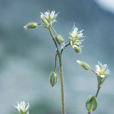 Cerastium semidecandrum L., © 2022, Konrad Lauber – Flora Helvetica – Haupt Verlag