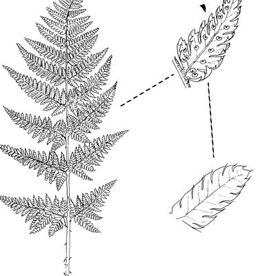 Dryopteris carthusiana (Vill.) H. P. Fuchs, © 2022, Stefan Eggenberg – Flora Vegetativa - Haupt Verlag