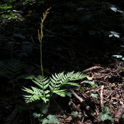 Botrychium virginianum (L.) Sw., © 2012, Stefan Eggenberg – Kötschach (A)