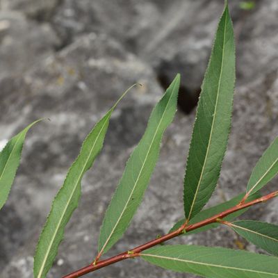 Salix ×fragilis L., © Copyright Christophe Bornand