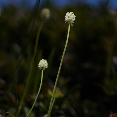 Tofieldia pusilla (Michx.) Pers., © 2022, Hugh Knott – Zermatt