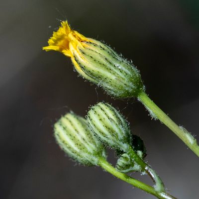Hieracium piloselloides Vill., 8 June 2017, Françoise Alsaker – Asteraceae