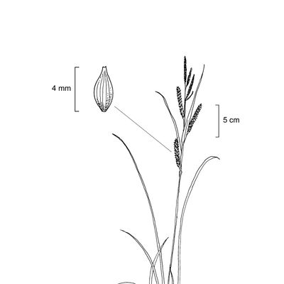 Carex acutiformis Ehrh., 7 January 2021, © 2022, Stefan Eggenberg – Flora Vegetativa - Haupt Verlag