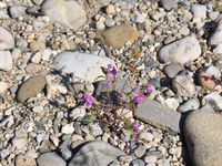 6/15 - © Copyright 2019 Patrice Prunier – III.3.4.2.3 - Galeopsietum angustifoliae, Russin CH-GE