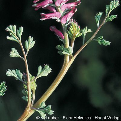 Fumaria officinalis L. subsp. officinalis, © 2022, Konrad Lauber – Flora Helvetica – Haupt Verlag