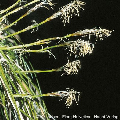 Carex humilis Leyss., © 2022, Konrad Lauber – Flora Helvetica – Haupt Verlag