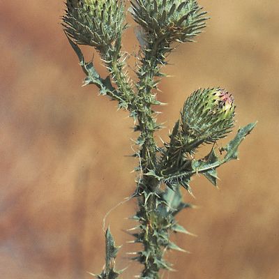 Carduus acanthoides L., © 2022, Konrad Lauber – Flora Helvetica – Haupt Verlag