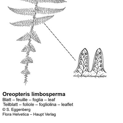 Oreopteris limbosperma (All.) Holub, © 2022, Stefan Eggenberg – Flora Vegetativa - Haupt Verlag