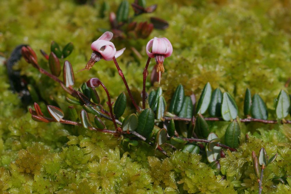 その他 Arabia Botanica 41 Vaccinium oxycoccos Vaccinium oxycoccos - Burke Herbarium Image Collection