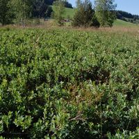 1/9 - © Copyright 2011 Patrice Prunier – VI.2.1 - Sphagnetalia medii, Rothenthurm CH-SZ