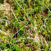 2/8 - © Copyright 2022 Patrice Prunier – VI.2.1.2 - Oxycocco microcarpi-Empetrion hermaphroditi, Simplonpass CH-VS