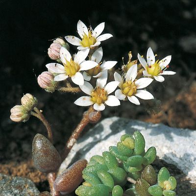 Sedum dasyphyllum L., © 2022, Konrad Lauber – Flora Helvetica – Haupt Verlag