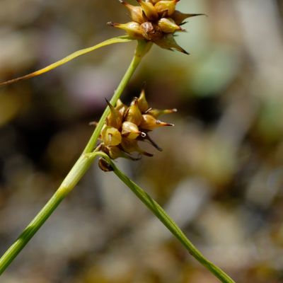 Carex demissa Hornem., © 2022, Philippe Juillerat – Sous Martel-Dernier