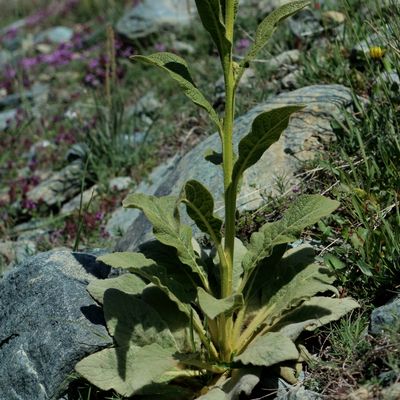 Verbascum thapsus subsp. montanum (Schrad.) Bonnier & Layens, © 2022, Hugh Knott – Zermatt