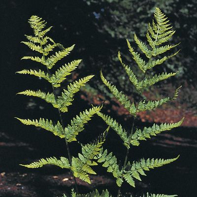 Dryopteris carthusiana (Vill.) H. P. Fuchs, © 2022, Konrad Lauber – Flora Helvetica – Haupt Verlag