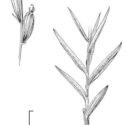Cephalanthera longifolia (L.) Fritsch, 2 December 2022, © 2022, Stefan Eggenberg – Flora Vegetativa - Haupt Verlag
