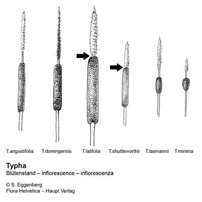 Typha minima Hoppe, 26 January 2022, © 2022, Stefan Eggenberg – Flora Helvetica – Haupt Verlag, comparison figure