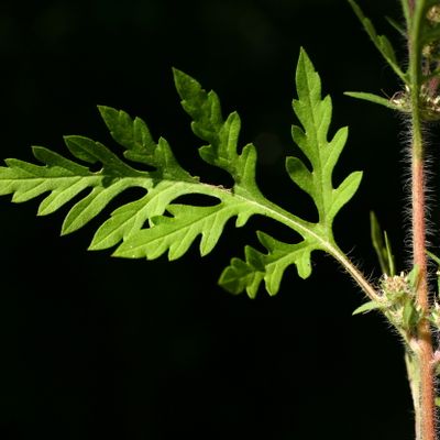 Ambrosia artemisiifolia L., © Copyright Christophe Bornand