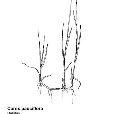 Carex pauciflora Lightf., 7 January 2021, © 2022, Sacha Wettstein – Flora Vegetativa - Haupt Verlag