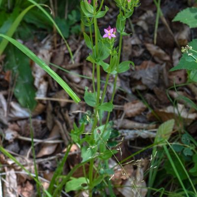 Centaurium erythraea Rafn, 8 July 2017, Françoise Alsaker – Gentianaceae