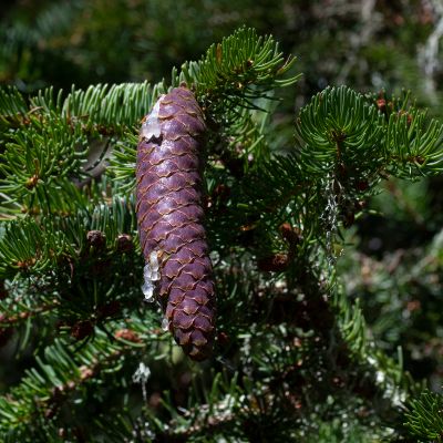 Picea abies (L.) H. Karst., 4 September 2018, © Copyright Françoise Alsaker – Pinaceae Föhrengewächste