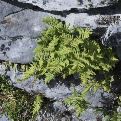 Gymnocarpium robertianum (Hoffm.) Newman, 1 August 2017, © Copyright Françoise Alsaker – Woodsiaceae