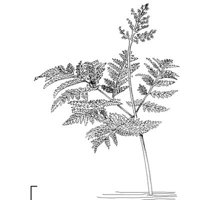 Botrychium virginianum (L.) Sw., © 2022, Stefan Eggenberg – Flora Vegetativa - Haupt Verlag