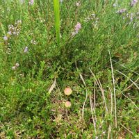 10/18 - © Copyright 2023 Patrice Prunier – VI.2.1.1.3 - Dicrano bergeri-Callunetum vulgaris, Reutlingen CH-BE