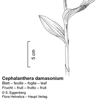 Cephalanthera damasonium (Mill.) Druce, 2 December 2022, © 2022, Stefan Eggenberg – Flora Vegetativa - Haupt Verlag