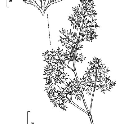 Athamanta cretensis L., 12 January 2023, © 2022, Stefan Eggenberg – Flora Vegetativa © Haupt Verlag