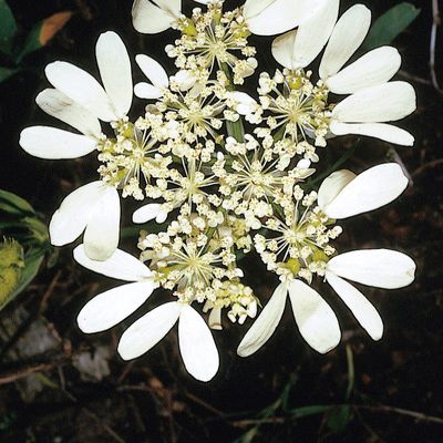 Orlaya grandiflora (L.) Hoffm., © 2022, Konrad Lauber – Flora Helvetica – Haupt Verlag