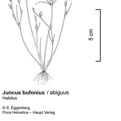 Juncus bufonius L., © 2022, Stefan Eggenberg – Flora Vegetativa - Haupt Verlag