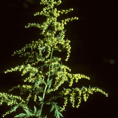 Artemisia annua L., © Copyright Christophe Bornand