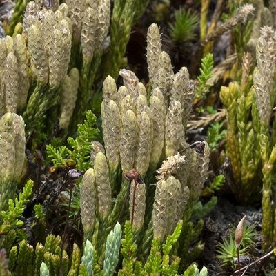 Diphasiastrum alpinum (L.) Holub, 30 July 2019, © Copyright Françoise Alsaker