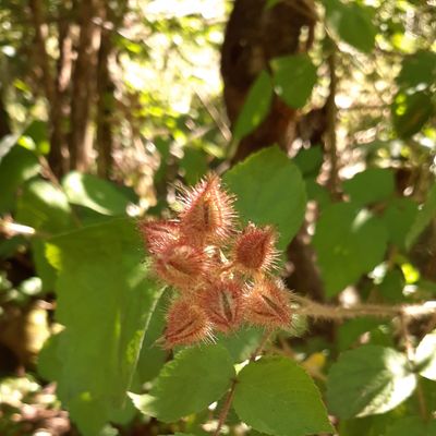Rubus phoenicolasius Maxim., 5 July 2020, © Copyright 2020 Brigitte Marazzi