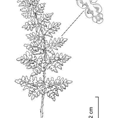 Cheilanthes acrostica (Balb.) Tod., © 2022, Stefan Eggenberg – Flora Vegetativa - Haupt Verlag