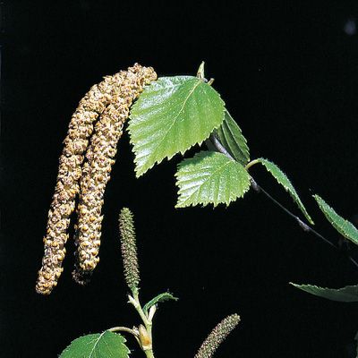 Betula pubescens Ehrh., © 2022, Konrad Lauber – Flora Helvetica – Haupt Verlag