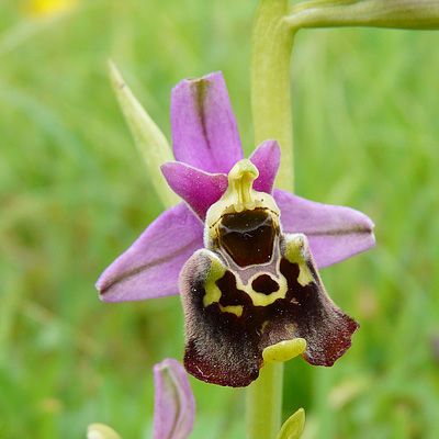 Ophrys holosericea (Burm. f.) Greuter subsp. holosericea, 6 January 2015, © 2008, Peter Bolliger – Erlinsbach