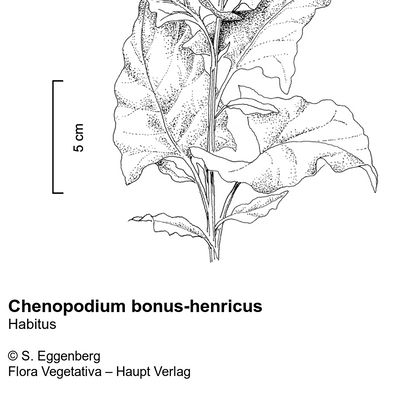 Chenopodium bonus-henricus L., © 2022, Stefan Eggenberg – Flora Vegetativa © Haupt Verlag