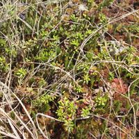 13/22 - © Copyright 2015 Patrice Prunier – VI.2.1.2.1 - Empetro hermaphroditi-Sphagnetum fusci, Simplonpass CH-VS