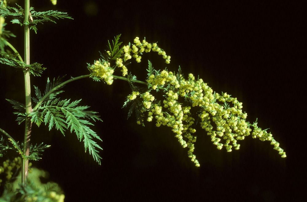 Artemisia annua - La Maison de l'Artemisia - This plant can save millions  of lives