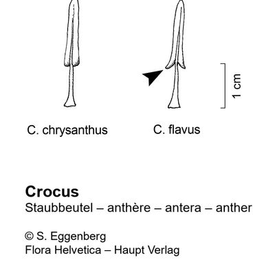 Crocus chrysanthus (Herb.) Herb., © 2022, Stefan Eggenberg – Flora Vegetativa - Haupt Verlag