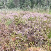 9/18 - © Copyright 2023 Patrice Prunier – VI.2.1.1.3 - Dicrano bergeri-Callunetum vulgaris, Reutlingen CH-BE
