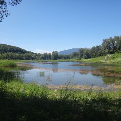 Chara contraria Kütz., 22 June 2012, © 2022, D. Auderset Joye – L’étang Burnier-Blanchet, creusé dans les anciennes terrasses alluviales du Rhône, abrite plusieurs espèces de Characées, dont Chara contraria (Teppes de Verbois, Russin, CH-Ge).