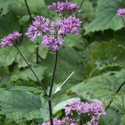 Adenostyles alliariae (Gouan) A. Kern., 30 March 2013, © Copyright Françoise Alsaker – Asteraceae