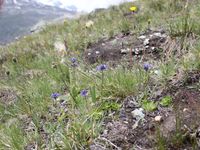 4/7 - © 2013, Patrice Prunier – IV.3.1.2.1 - Festucetum halleri, StafelAlp Zermatt CH-Vs